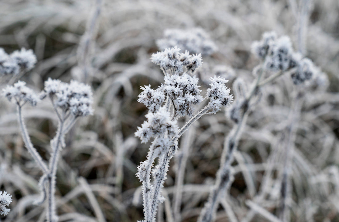Vinterhud - hvorfor bliver huden tør, og hvad har den egentlig brug for?